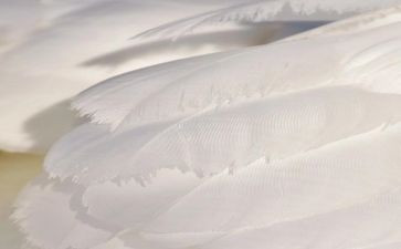白色作文8篇