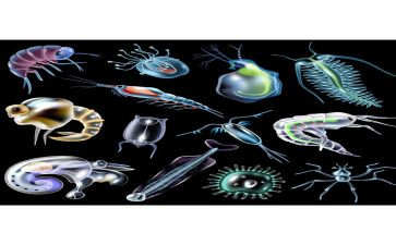 八上生物工作计划通用6篇