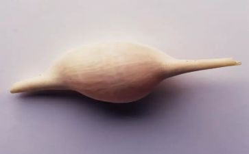 写贝壳作文推荐8篇