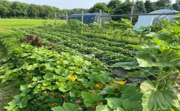 拔白菜作文优秀5篇