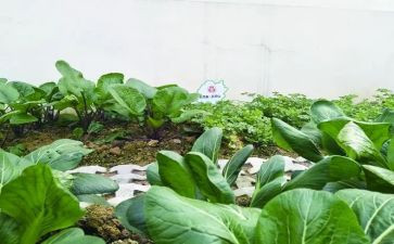 野菜作文5篇