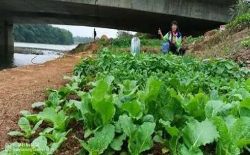 蔬菜种植收购合同7篇