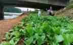 蔬菜种植收购合同7篇