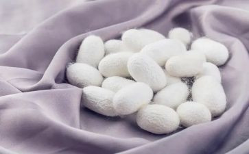 大班蚕的教案精选7篇