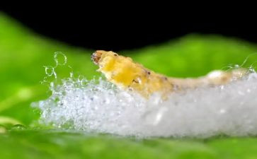 蚕主题活动方案最新8篇