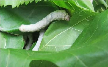 大班蚕教案反思推荐7篇