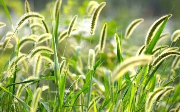 音乐课草原上教案8篇