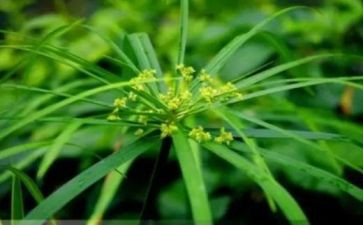 草原的小木屋的读后感6篇