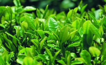 介绍黑茶作文300字优秀7篇