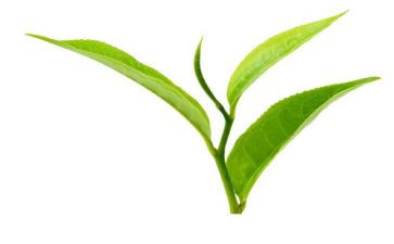 介绍黑茶作文300字参考5篇