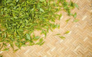 学茶艺心得体会8篇