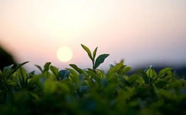 茶营销方案模板8篇