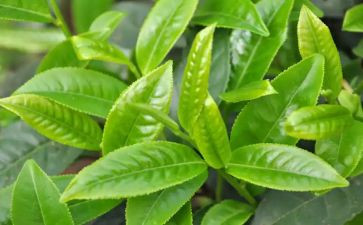 关于茶的优秀作文最新6篇