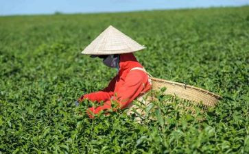 茶壶心得7篇
