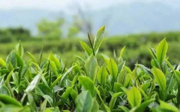 茶话会活动策划最新5篇
