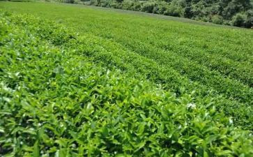 关于茶经的读后感500字推荐6篇