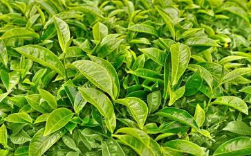 有关茶的演讲稿8篇