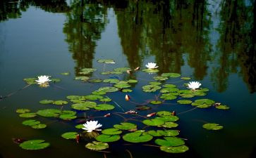 池塘里中班教案5篇