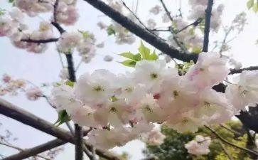 幼儿园小班春期工作计划6篇