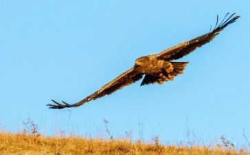 雕与猫绕口令大班语言教案5篇