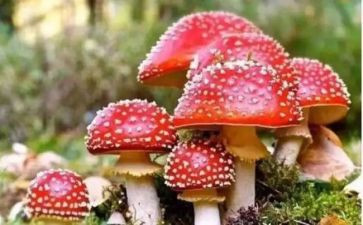 病毒的演讲稿8篇