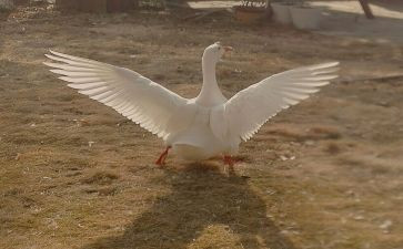 威尼尔骑鹅旅行记读后感最新6篇