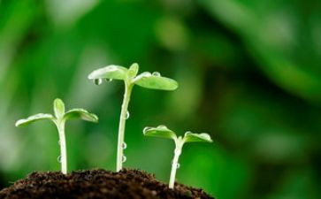 中班发芽了教案7篇