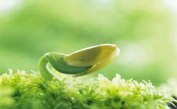 绿豆发芽观察日记作文6篇