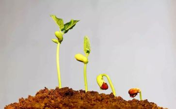 观察日记绿豆发芽日记作文8篇