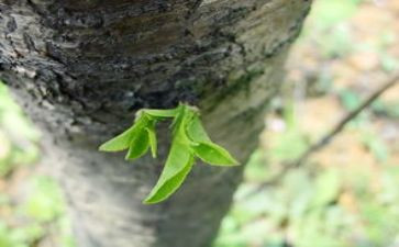 种子发芽啦教案7篇