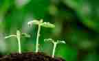 中班发芽了教案7篇