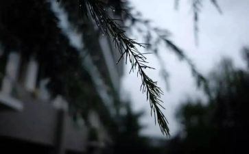 风雨后见彩虹作文8篇