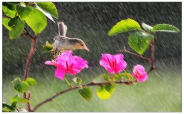 风雨后见彩虹作文通用6篇
