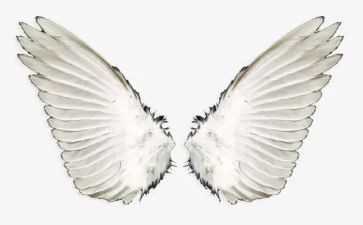 翅膀下的风读后感模板5篇