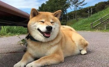 关于狗的励志演讲稿8篇