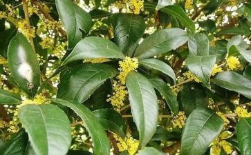桂花800字作文6篇