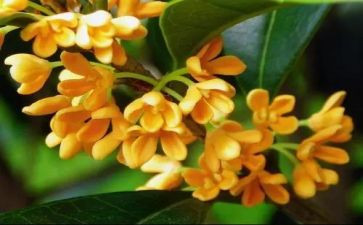 桂花树的作文500字8篇