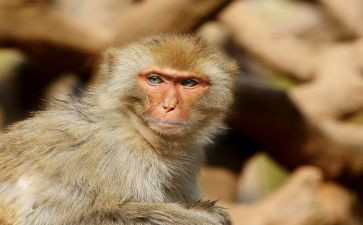 读猴王出世的读后感400字8篇