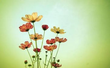 写桃花600的作文模板7篇