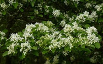 手工花活动方案模板5篇