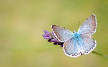 做蝴蝶教案推荐7篇