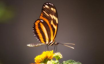 做蝴蝶教案优秀6篇