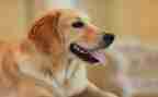 写金毛犬的作文参考8篇