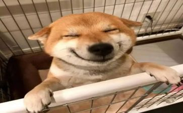 音乐红公鸡教案8篇