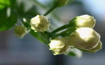 关于茉莉的作文模板6篇