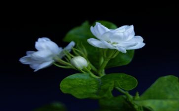 小茉莉读后感6篇