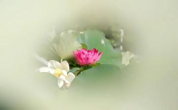 描写莲的作文通用6篇