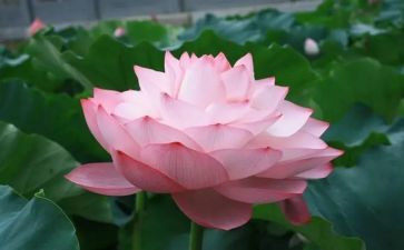 关于莲的作文500字优秀7篇