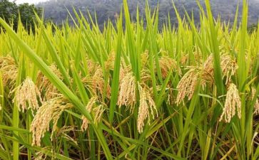 节约粮食演讲稿范文500字7篇