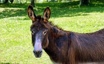 驴的自救作文7篇